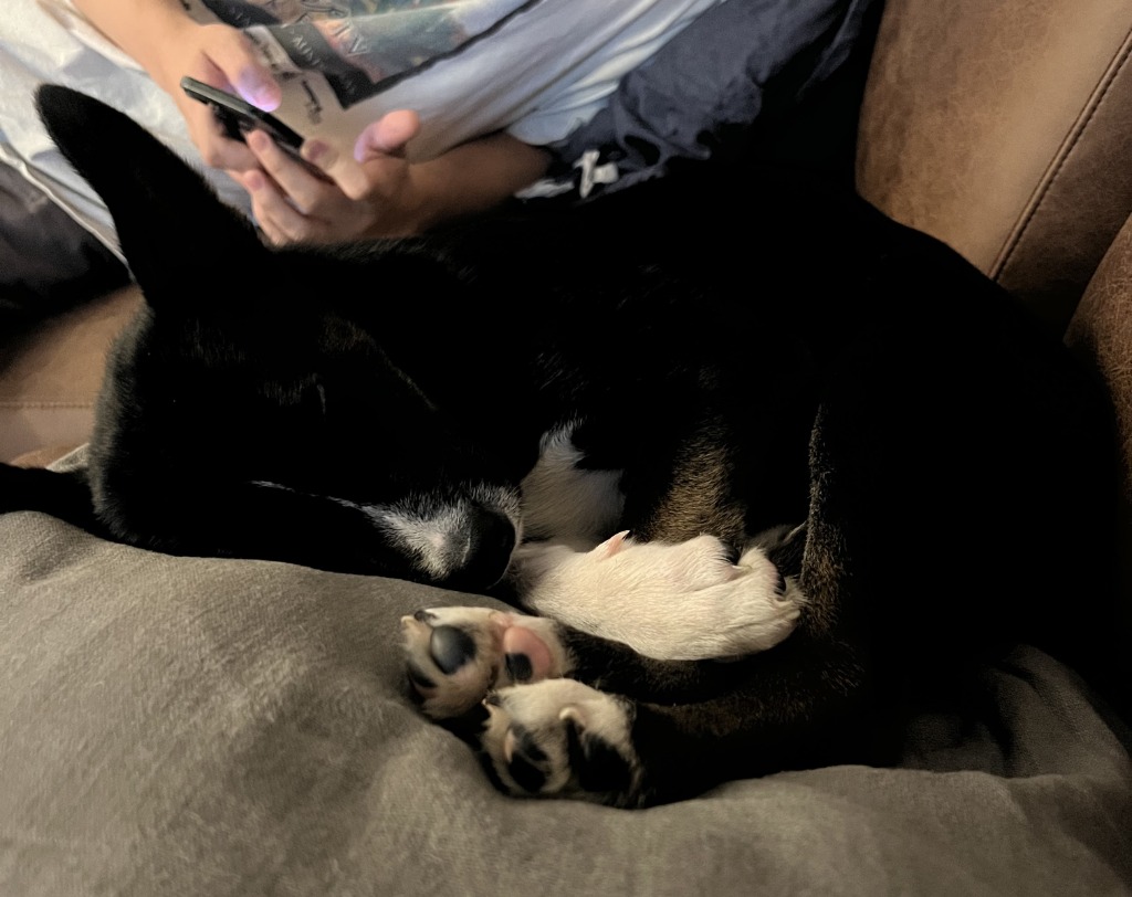 Stella