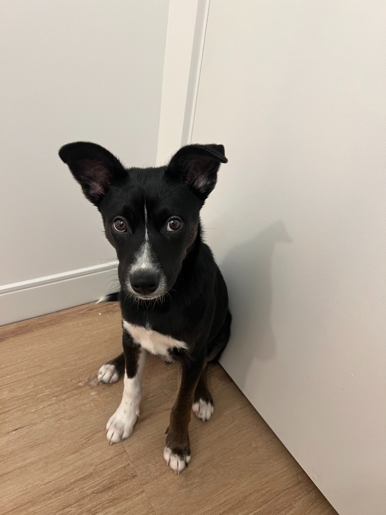 Stella