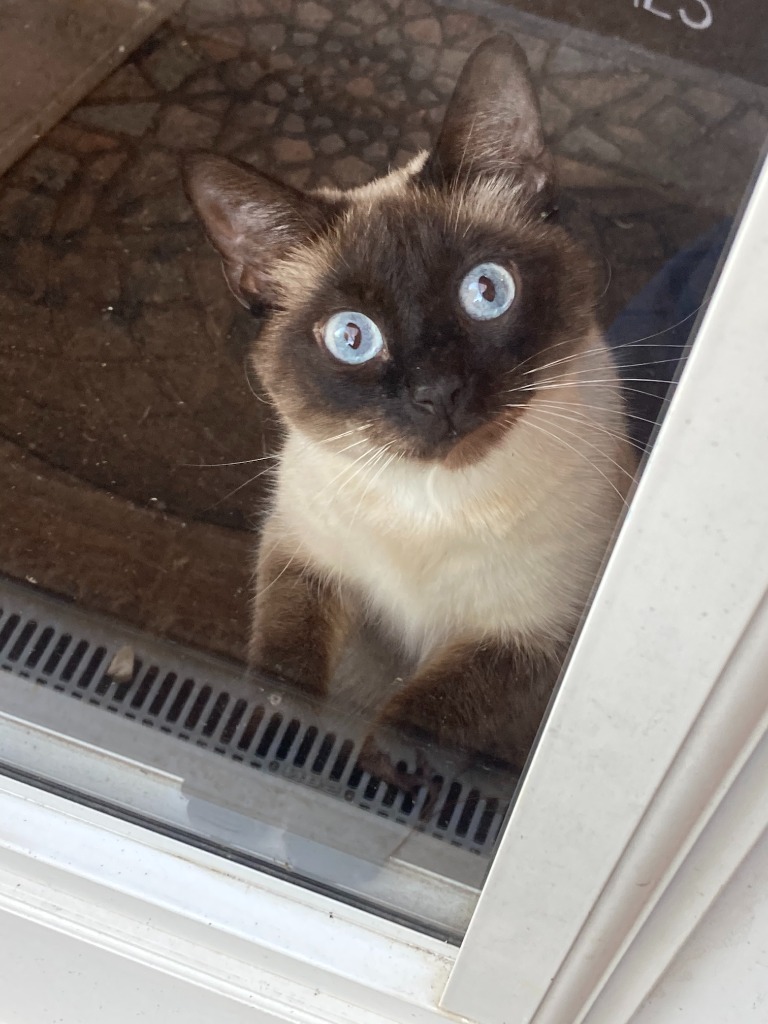 Sophie