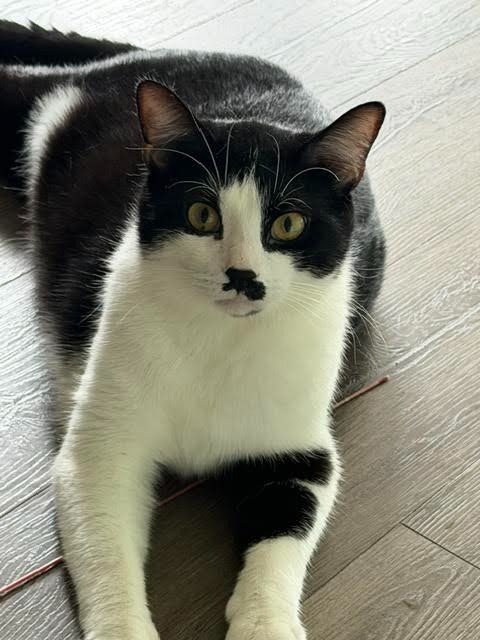 Mister Mustachio