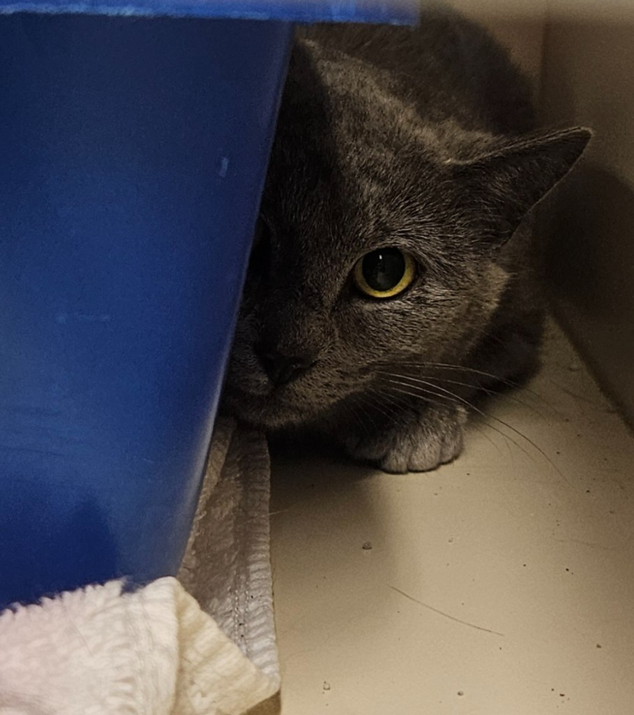 Working Cat: Hyacinth