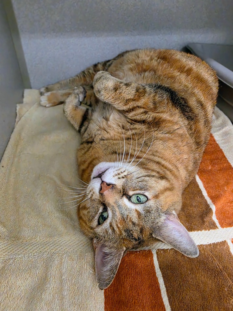 Kiki