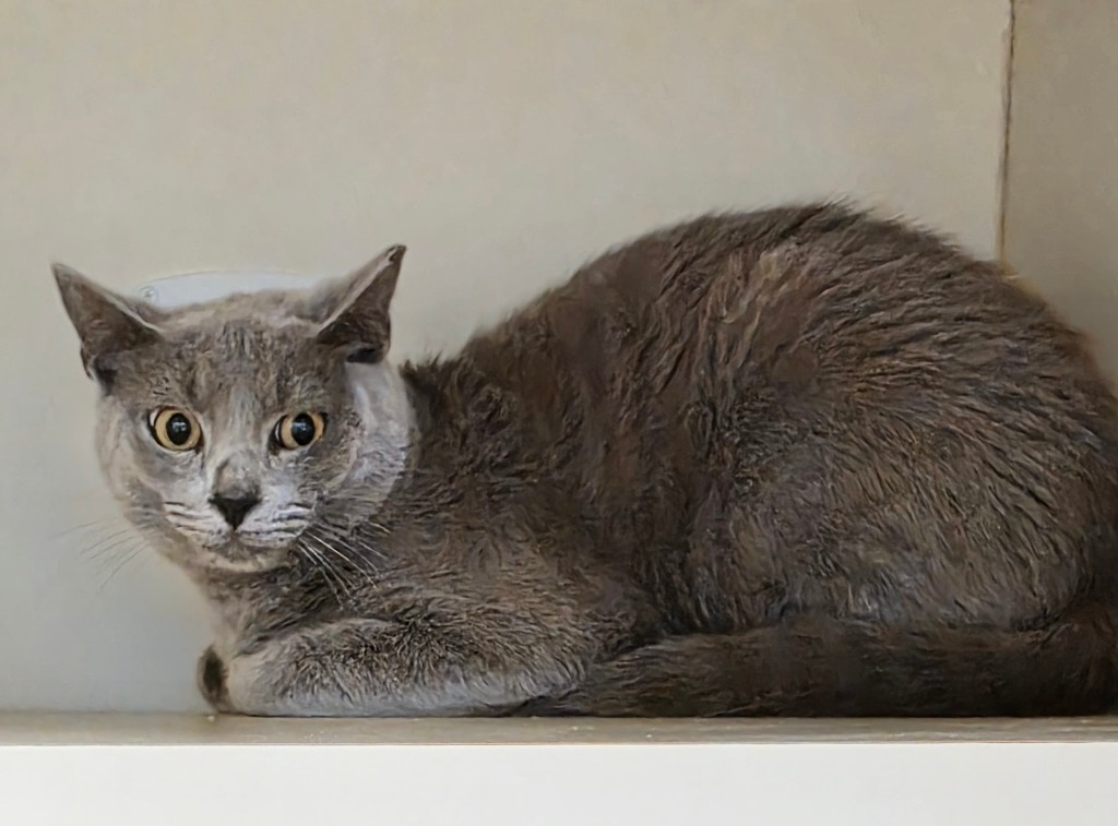 Working Cat: Gus
