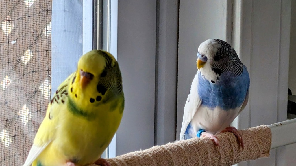 Ping and Jhango
