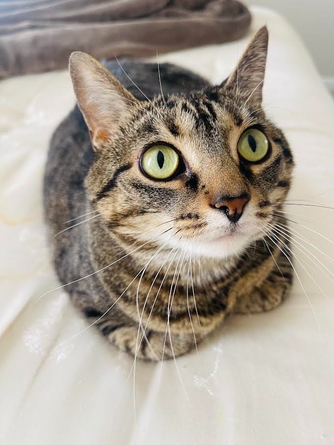 Lulu