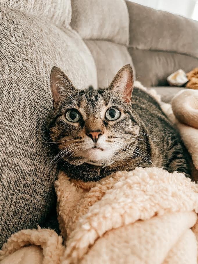 Lulu