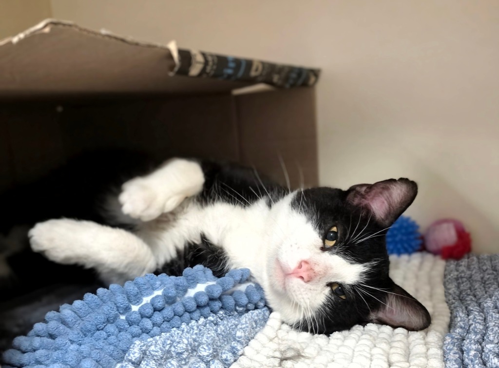 Tuxedo