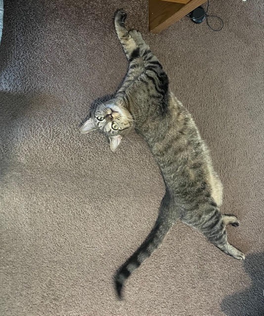 Sir