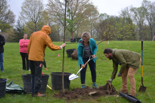 Mayor Kerry Thomson, center, uses a shovel to put soil around the roots of a 15' tulip tree, the ceremonial Arbor Day tree for 2025, in Olcott Park.
