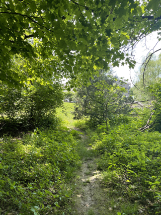 Natural surface hiking path at Latimer Woods Park in Bloomington, Indiana
