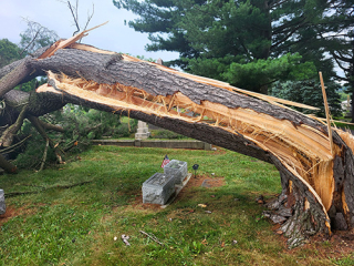White pine tree felled during a storm at Rose Hill Cemetery in Bloomington, Ind.