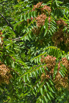 Tree of Heaven is invasive in Indiana, and is a known host plant for Spotted Lanternfly